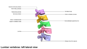 Lumbar Spine Anatomy