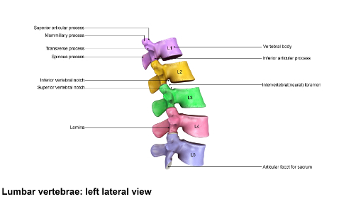 Lumbar Spine Anatomy