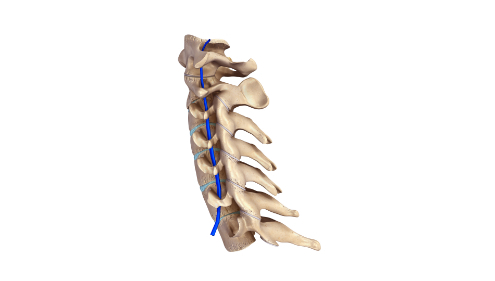 Cervical Spine Anatomy